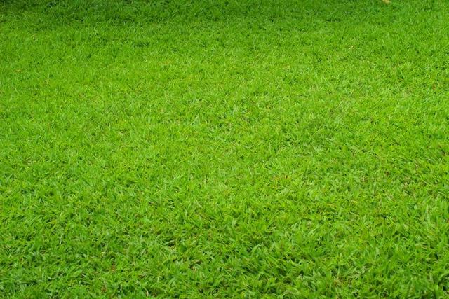绿色 草 草地 材质