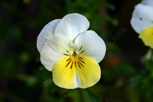 潘茜 黄色 白 开花 花 性质 关闭 春天 花园 厂
