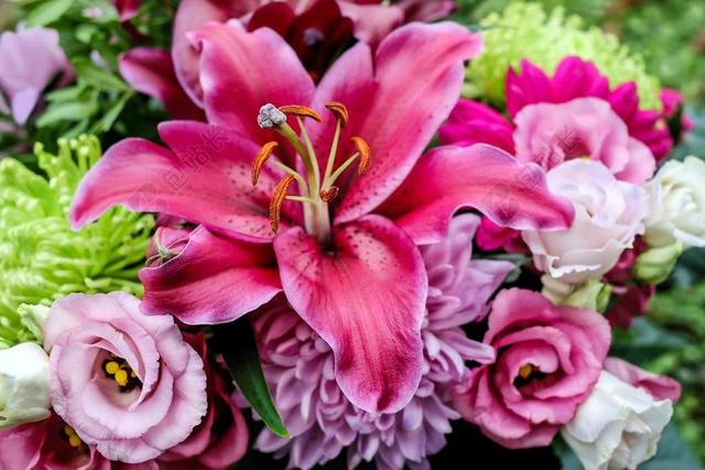 百合 花 开花 鲜花 粉红色 波尔多 绽放 百合科植物 洋葱