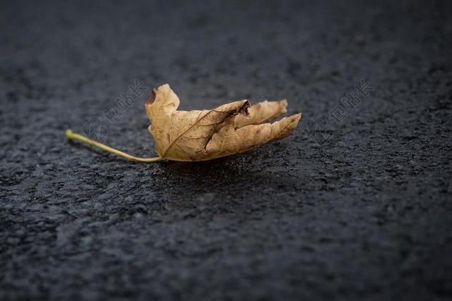 叶子 树叶的叶 秋叶 地面 路 沥青 恶劣的天气 关闭 秋季