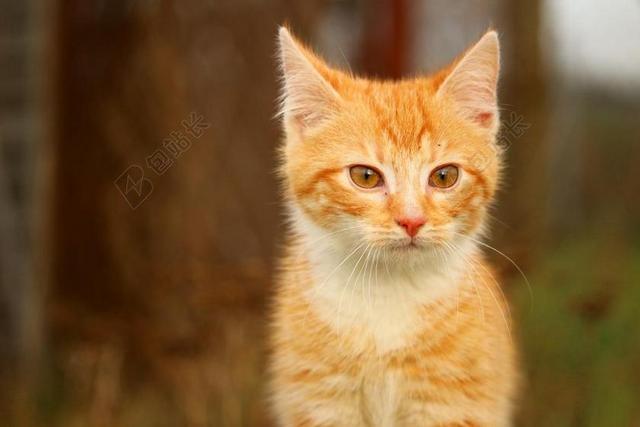摄影简约户外的小猫背景图片