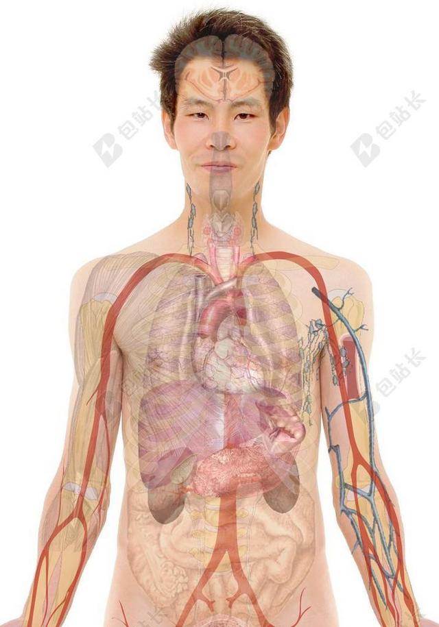 人人体组织透视背景图片