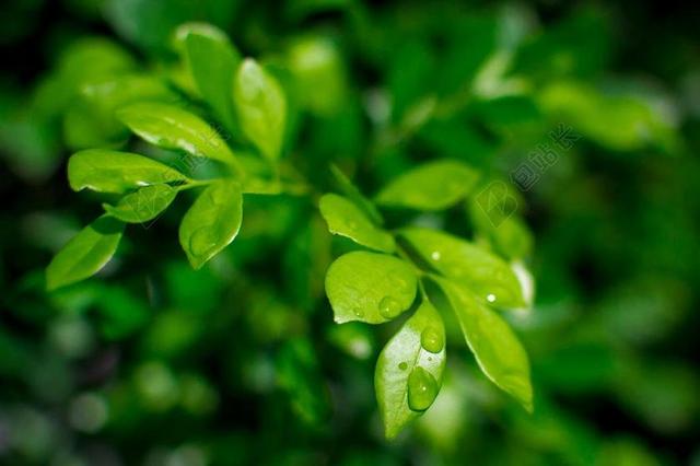 叶子 湿 水滴 雨 绿色 茂盛 植物 自然