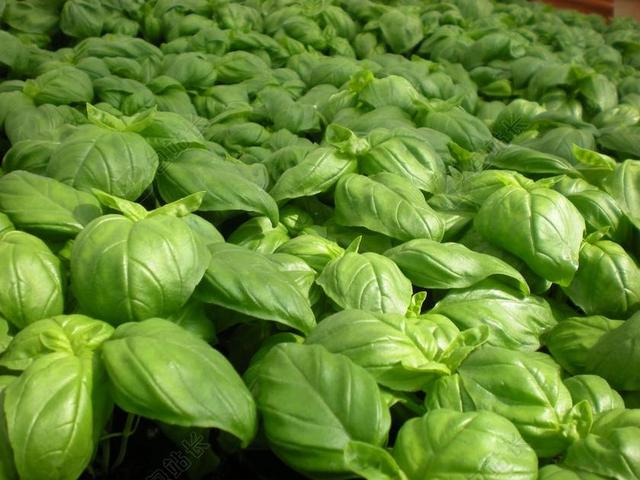 罗勒 点儿 植物 花园 绿色 菜园