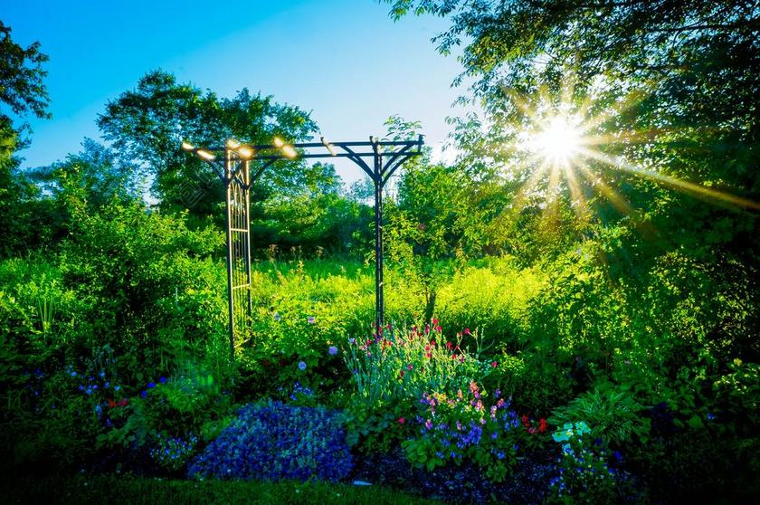 花园 鲜花 自然 花的 开花 夏天 绿色 美 盛开 美丽
