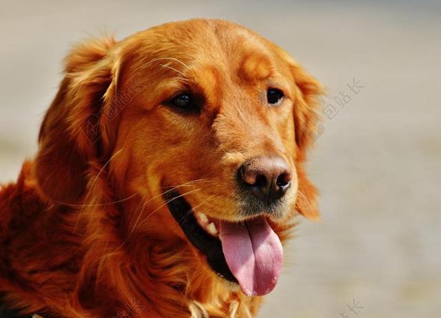 广告清新金毛犬背景图片