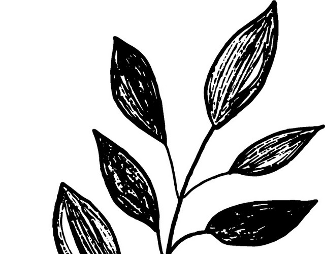 黑色手绘素描叶子矢量图片