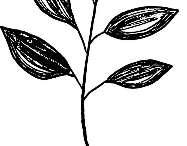 黑色手绘素描叶子矢量图片