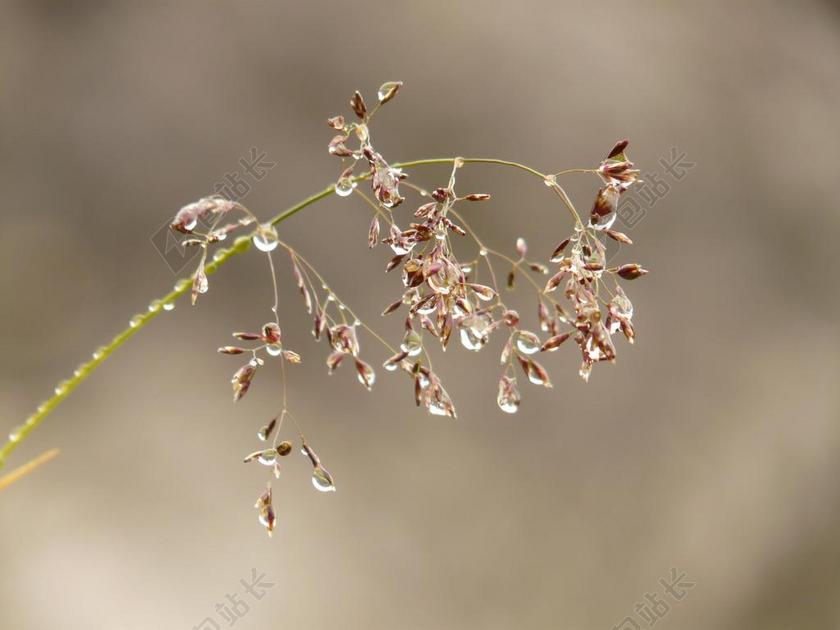 草 厂 露水 露珠 性质 滴