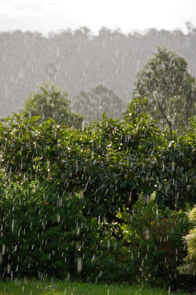 冰雹 雨 天气 湿 淋浴 风暴 树 绿色 灰色 雨滴