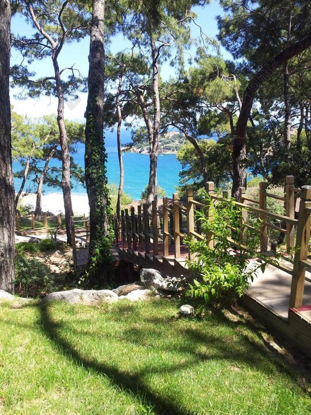 森林 性质 景观 土耳其 海岸 松林