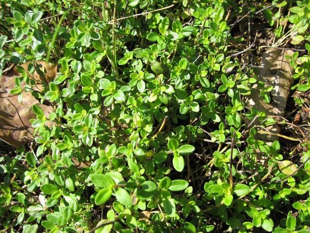 胸腺 PULEGIOIDES 阔叶百里香 柠檬百里香 植物区系