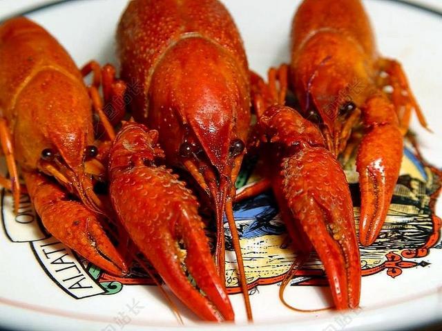 红白食物海鲜美味盘子里面的三只大小龙虾海鲜龙虾美味背景图片