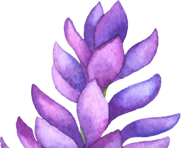 水彩紫色鲜花