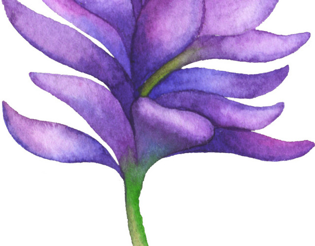 水彩紫色鲜花