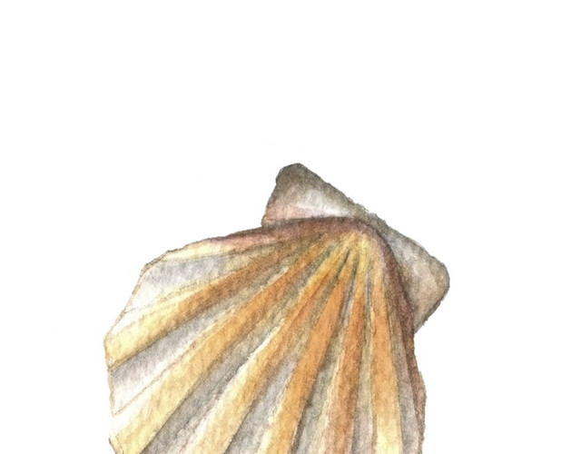 水彩贝壳