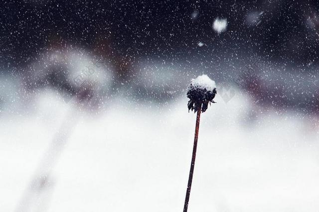 摄影自然雪中的植物背景图片