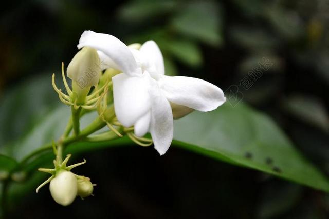 茉莉花 洁白的花朵 花 开花 花园 美丽 斯里兰卡 锡兰