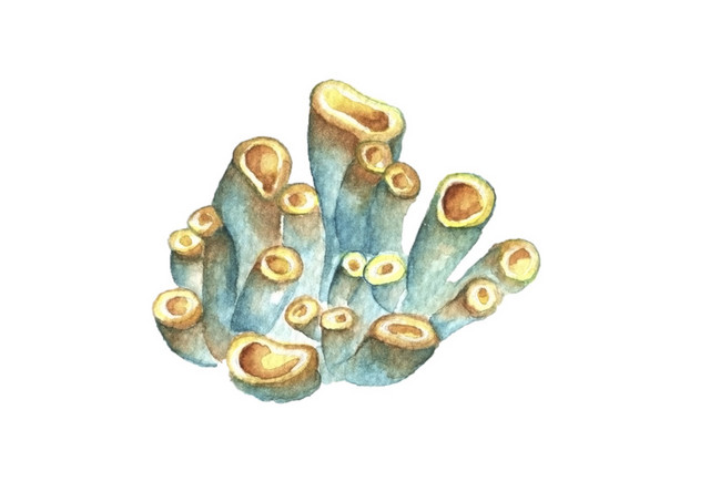 水彩珊瑚