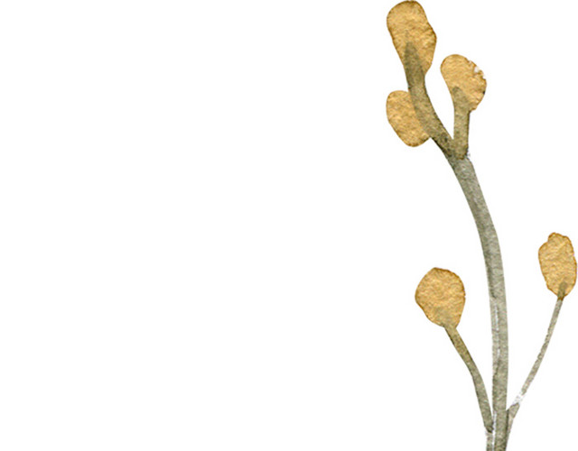 水彩花卉