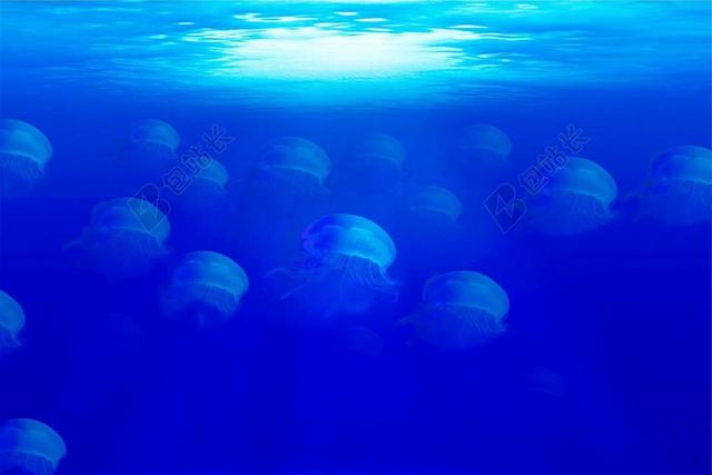 蓝色自然海中透明的水母背景图片