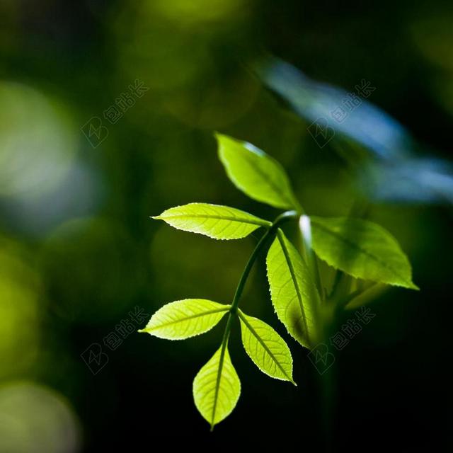 摄影简约绿色植物背景图片