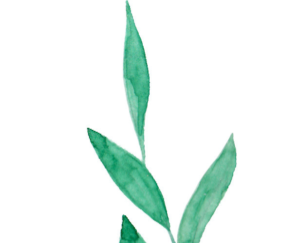 水彩树叶