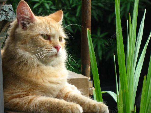 猫 动物 宠物 小猫 猫与狗