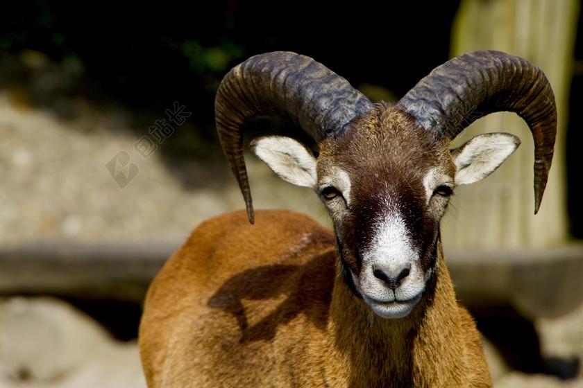 性质 动物 山的动物 欧洲盘羊 白羊座