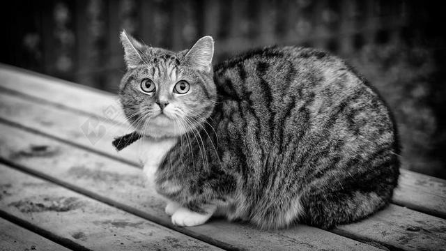 黑色和白色 猫 动物 家养 宠物 向上看 可爱的 毛皮 可爱