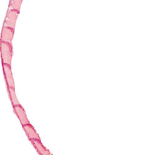绳子