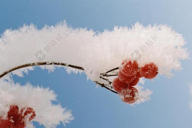 植物特写枝头的积雪和果实背景图片