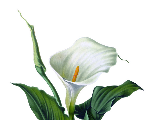 白色牵牛花矢量元素下载