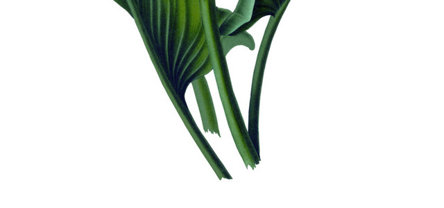 白色牵牛花矢量元素下载
