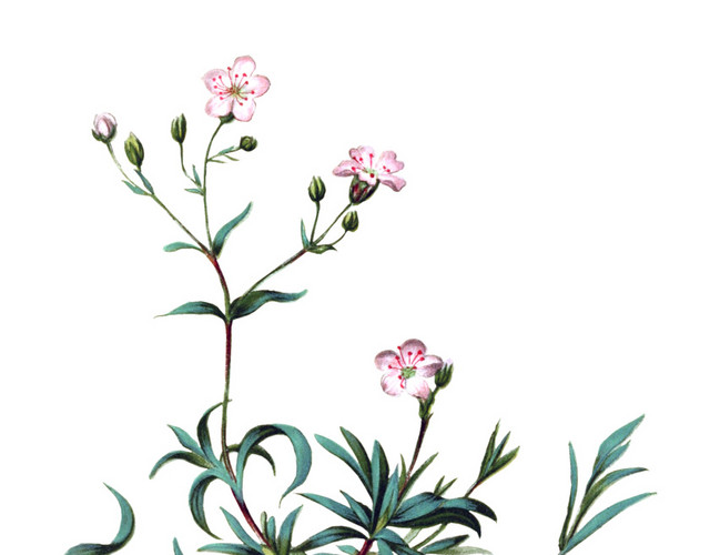 粉色小花矢量元素