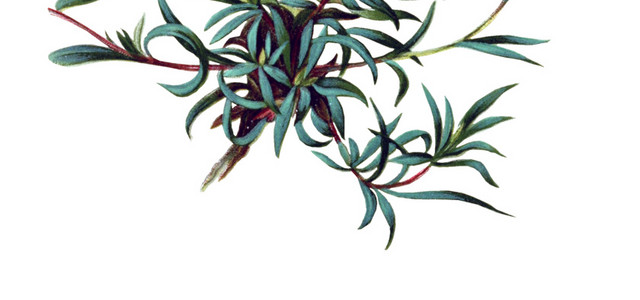 粉色小花矢量元素