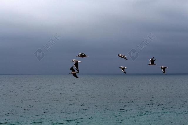 海面自然海鸥飞行背景图片