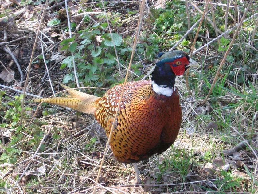 普通的雉鸡 鸟 地面 野生动物 游戏 羽毛 野生 雉鸡