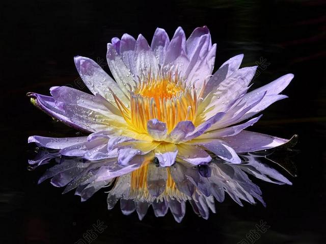 盛开 开花 植物区系 花 高清壁纸 自然 花瓣 反思 湿
