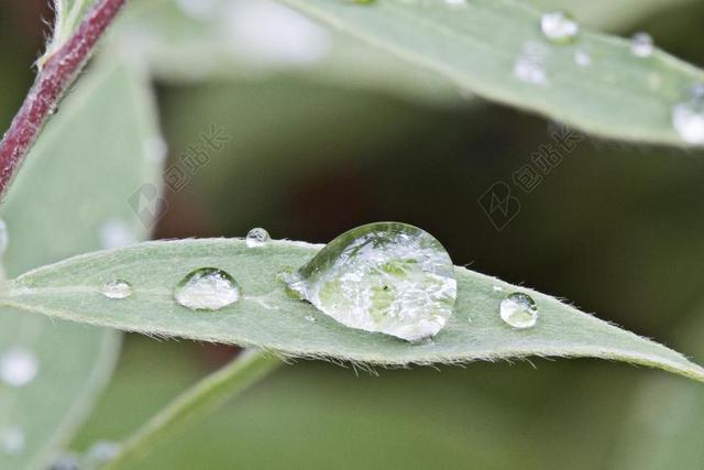 摄影唯美树叶上的水珠背景图片