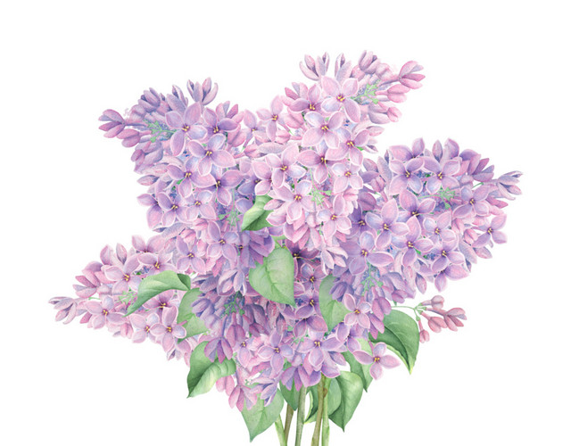 薰衣草免抠素材