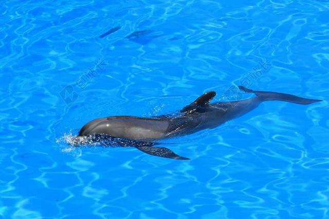 德尔 水族馆 海豚馆 哺乳动物 罗洛公园 特内里费 加那利群岛
