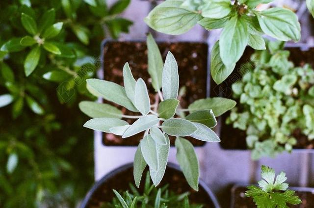 绿色 植物 花盆 土壤 园艺