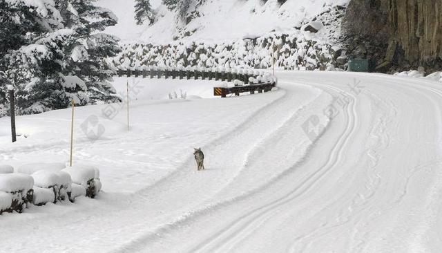 郊狼 走 路 野生动物 自然 雪 黄石国家公园 怀俄明州