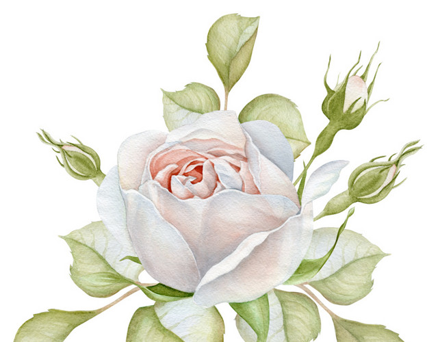白花免抠素材