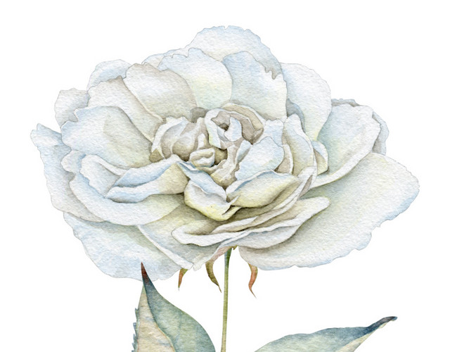 白花免抠素材