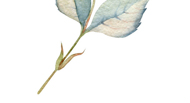 白花免抠素材