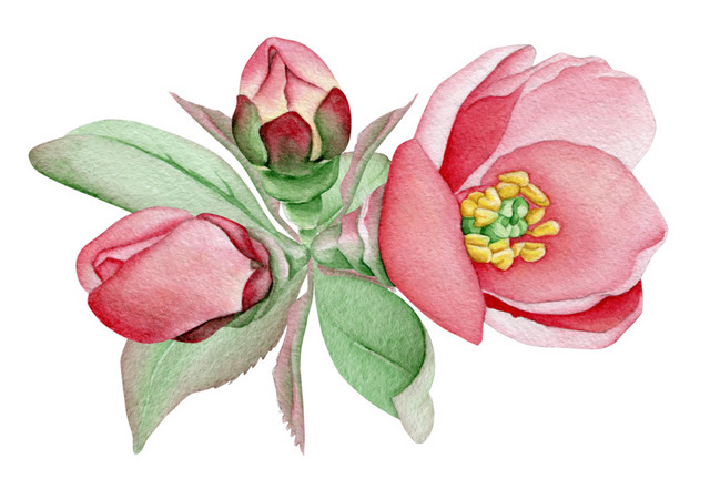 红花免抠素材