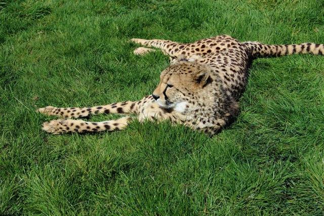 猎豹 猫 动物 自然 野生动物 哺乳动物 非洲 猫的 野生