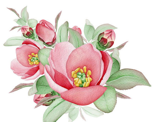 花朵免抠素材